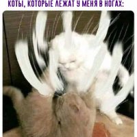 Кошьки