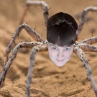 Spider sayra