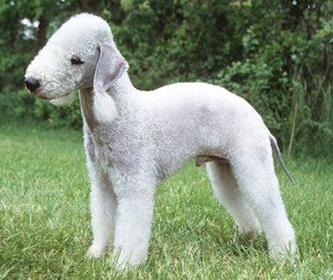 Poroda-sobak-bedlington-terrier