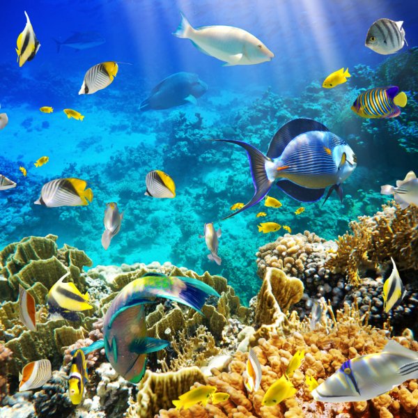 Tropical-Fish-on-a-Coral-Reef 17