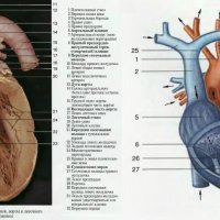 Строение сердца