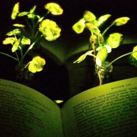 MIT-Glowing-Plants 0