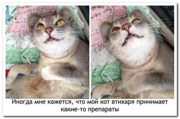 Котяра