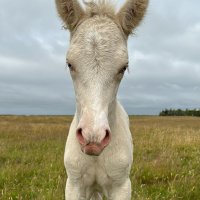 MEDIA # OF HORSE