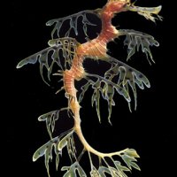 Leafy Sea Dragon