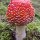 120px-Amanita muscaria (round cap)