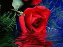 Самая красная роза