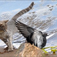 Cat-vs-pigeon-04