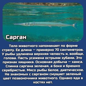 Сарган