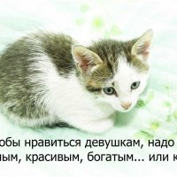 Или котом