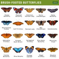 Types-of-Brush-Footed-Butterflies