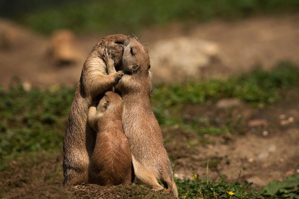 animal-family-portraits-7 880