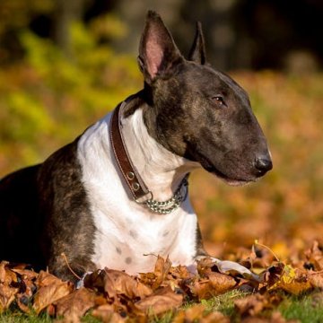 Bb15590f-290e-496d-84d1-6e8d32d03b9a bull-terrier-1488180301