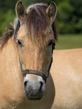 Horse-a-portrait-psanveg-1-scaled