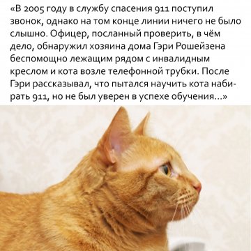 Умный котик