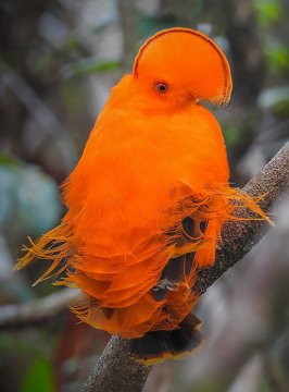 Galo-da-serra (Rupicola rupicola)