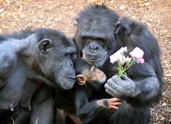 animal-family-portraits-12 880