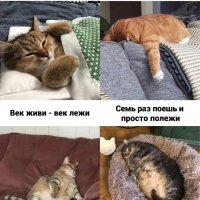 КотЭ)