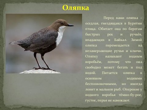 Оляпка