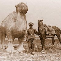 Camel chinese soldier