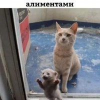 Мы за алиментами