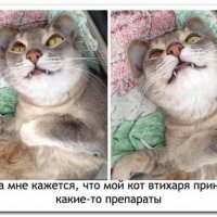 Котяра