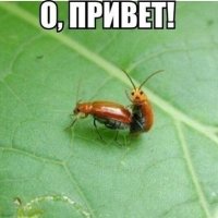 Привет