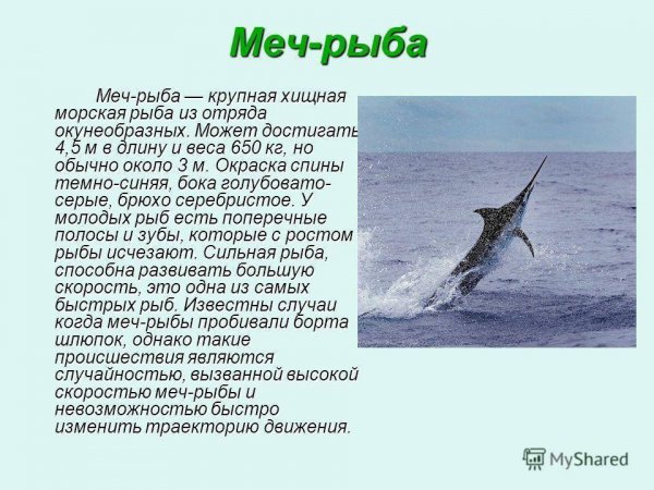 Меч - рыба