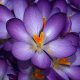 cvety-krokusy-mnogo-sirenevye-643129