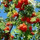 Riabina-obyknovennaia-sorbus-aucuparia-11