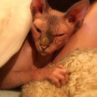 sphynx cats 15