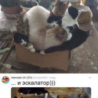 Коты играют