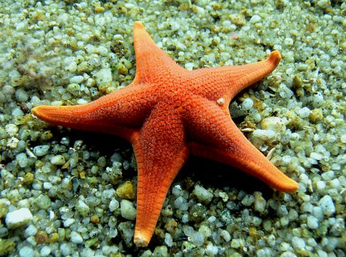 Orange-biology-fish-fauna-starfish-coral-coral-reef-inverteb