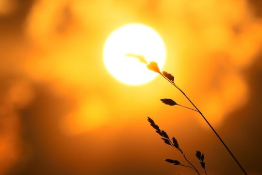 Close-up-of-silhouette-plant-against-sky-during-sunset 10489