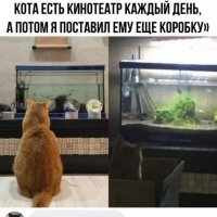 Кинотеатр для кота