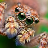 eye-macros-jumping-spider3