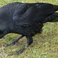 Corvus corone Rabenkrhe 1