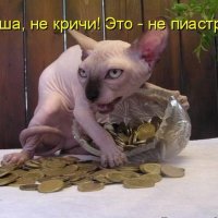 Пиастры, кот и попугай