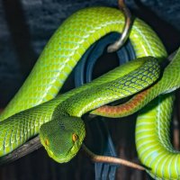 Green-snake-dream-meaning