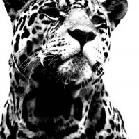 animal-black-cat-jaguar-leopard-photogra