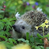 hedgehog-548335 480