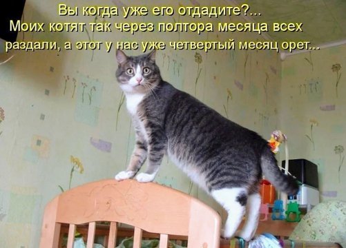 КотЭ)