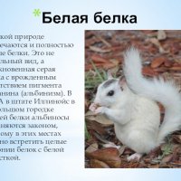 Белая белка