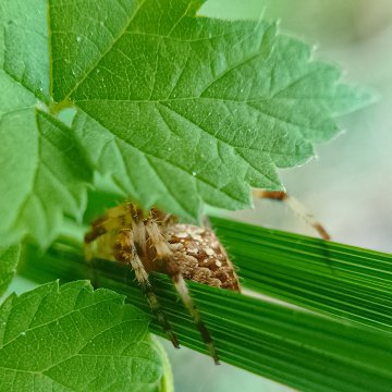 Паук