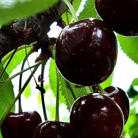 cherry-201071