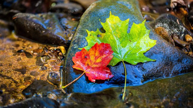 32k-ultra-hd-nature-green-and-red-maple-leaves-dsjqflm7xhud1