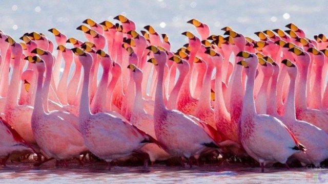 Flamingo-1-720x405