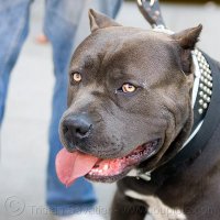 Large-pitbull-dog-5784325147