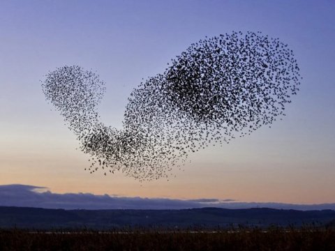 2024-09-17-mixnews-article flock of starlings-768x576