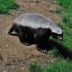 honey-badger